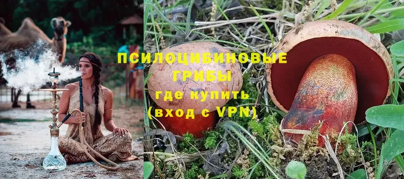 Псилоцибиновые грибы Magic Shrooms  купить  цена  Медынь 